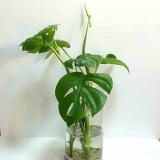 ヒメモンステラ　トップカット　１本　カット苗　姫モンステラ　観葉植物(その他)