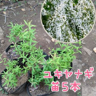 ユキヤナギ　抜き苗(実生苗)　５本(その他)