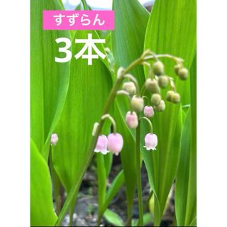 【5月13日発送】すずらん スズラン 苗 ピンク 花 ガーデニング 抜き苗 (その他)