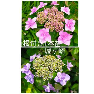 紫陽花城ヶ崎根付き1本（新芽1芽）＋ニゲラの種orポリゴナムの種(その他)