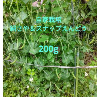 自家栽培　絹さや＆スナップえんどう　200g(野菜)