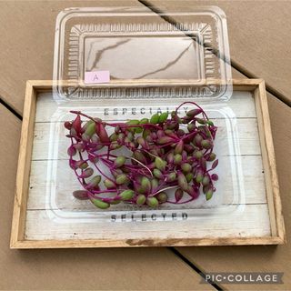 多肉植物　ルビーネックレス　カット苗A(その他)