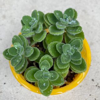 ꫛꫀꪝ麻紐ぶたさん(a)あみぐるみ❁多肉植物 フェイクグリーンアレンジ ꫛꫀꪝ麻紐ぶたさん(a)あみぐるみ❁多肉植物 フェイクグリーンアレンジ