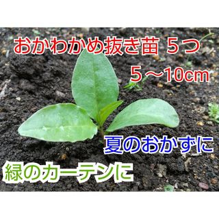 【今が植え時】おかわかめ抜き苗 ５つ(野菜)