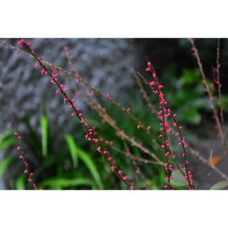 水引草　赤5苗　山野草 茶花　多年草　(その他)