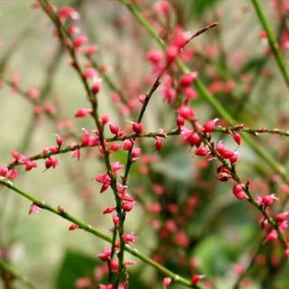 水引草　赤5苗　山野草 茶花　多年草　(その他)