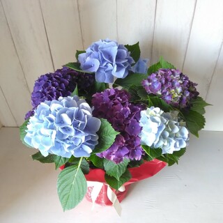 あじさい！ハイドランジア2色植え‼️紫陽花！5号鉢！ブルー系！母の日(プリザーブドフラワー)