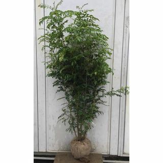 《現品》シマトネリコ　株立ち　樹高1.6ｍ（根鉢含まず）202【苗木/植木/鉢植(その他)