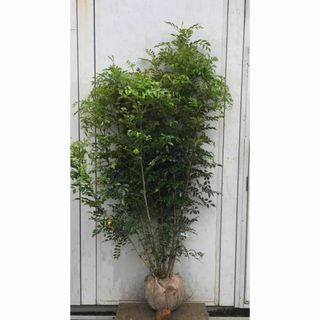 《現品》シマトネリコ　株立ち　樹高1.7ｍ（根鉢含まず）203【苗木/植木/鉢植(その他)