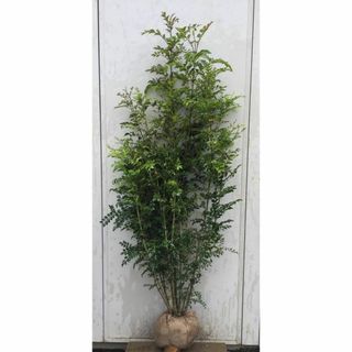 《現品》シマトネリコ　株立ち　樹高1.7ｍ（根鉢含まず）204【苗木/植木/鉢植(その他)