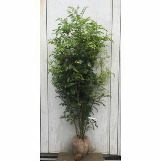 《現品》シマトネリコ　株立ち　樹高1.7ｍ（根鉢含まず）205【苗木/植木/鉢植(その他)