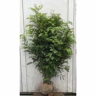 《現品》シマトネリコ　株立ち　樹高1.5ｍ（根鉢含まず）206【苗木/植木/鉢植(その他)