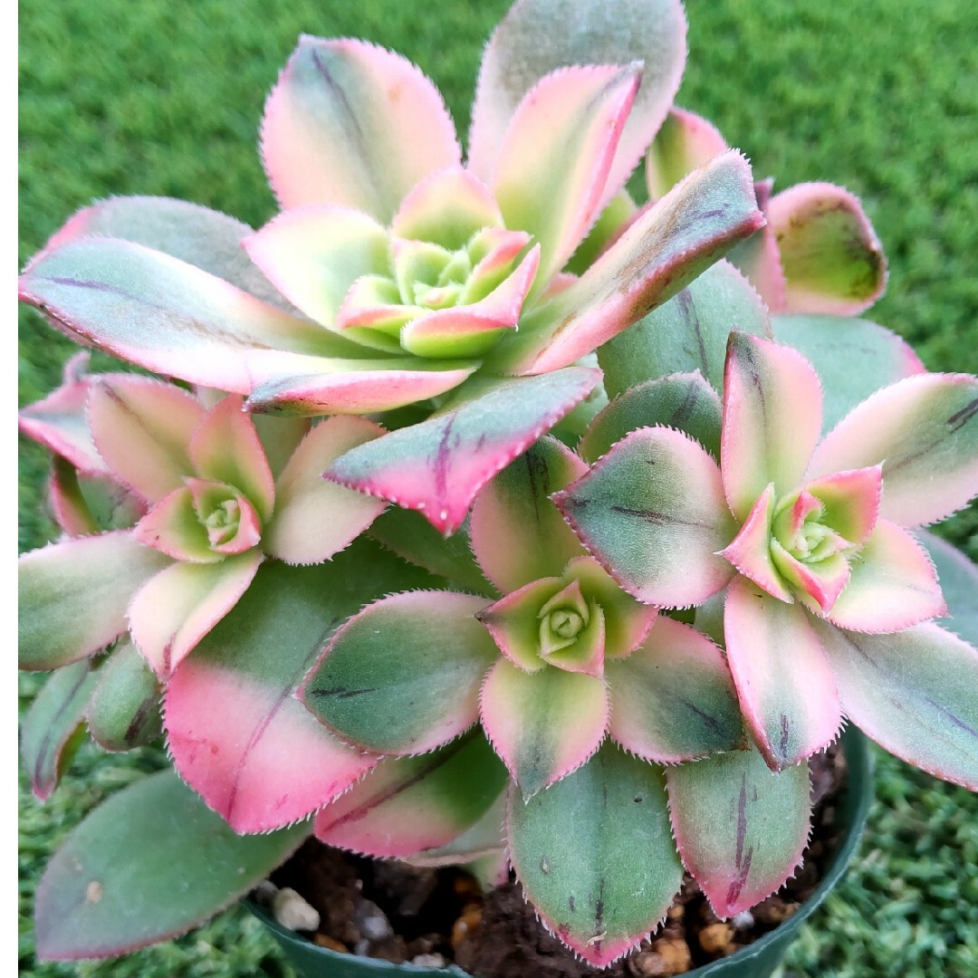 多肉植物アエオニウム属キウイ①の通販 by EX kazu|ラクマ 多肉植物アエオニウム属キウイ①の通販 by EX kazu|ラクマ