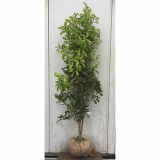 《現品》キンモクセイ　樹高1.8ｍ（根鉢含まず）204【金木犀/苗木/植木/庭木(その他)