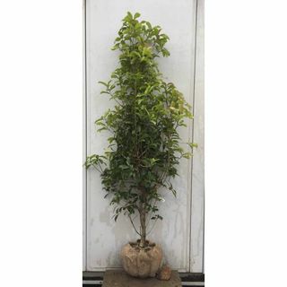 《現品》キンモクセイ　樹高1.8ｍ（根鉢含まず）205【金木犀/苗木/植木/庭木(その他)