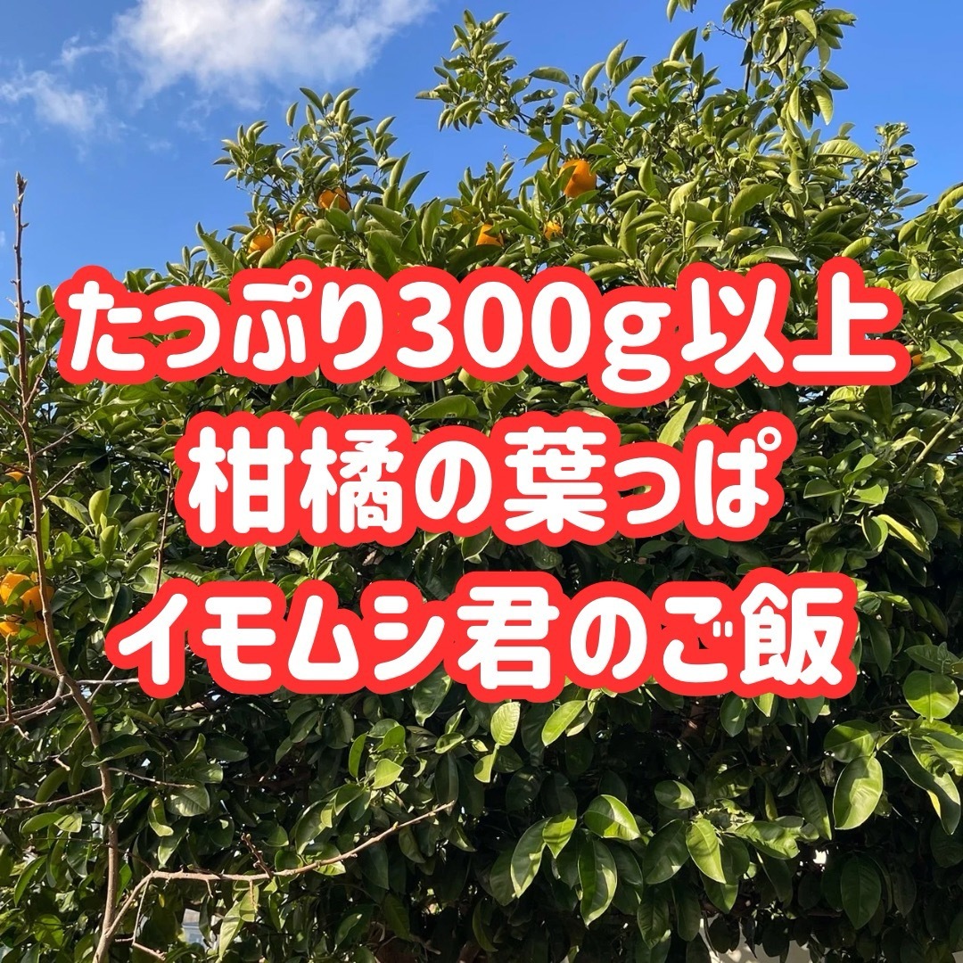 枝付き アゲハ 餌 蝶々 アゲハ蝶 柑橘 葉っぱ エサ 農薬不使用 幼虫 青虫 その他のペット用品(虫類)の商品写真