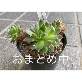 センペルビウム　ラリッサ　抜き苗　多肉植物(その他)