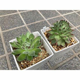 センペルビウム　ニコ　シルバータウ　抜き苗　多肉植物(その他)