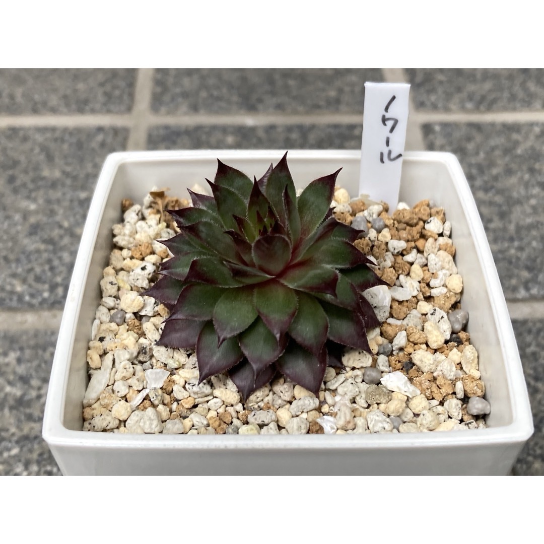 センペルビウム ノワール 抜き苗 多肉植物 センペルビウム ノワール 抜き苗 多肉植物