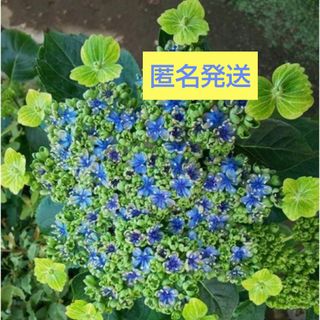 紫陽花(その他)