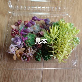 多肉植物  カット苗  MIXセット(8種類以上)