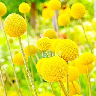 花の種 黄色のポンポン❁クラスペディア 40粒(その他)