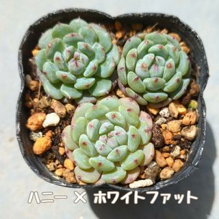 多肉植物　ハニー×ホワイトファット　カット苗(その他)