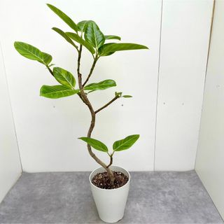 フィカス　アルテシマ　曲がり　13【現品】観葉植物　室内(その他)