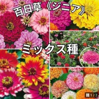 《ミックス種》ジニア《百日草》種 夏から秋まで長く咲いてくれます❁⃘*花の苗 種