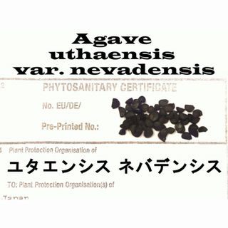 12月入荷 50粒+ アガベ ユタエンシス ネバデンシス 証明書あり 種 種子(その他)