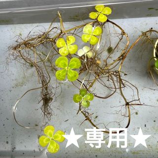 ☻みろまる様専用ページ☻(アクアリウム)