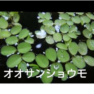 オオサンショウモ　10株(アクアリウム)