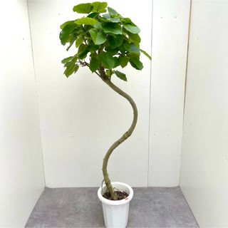 フィカス　ウンベラータ　18【現品】観葉植物　大型　曲がり(その他)