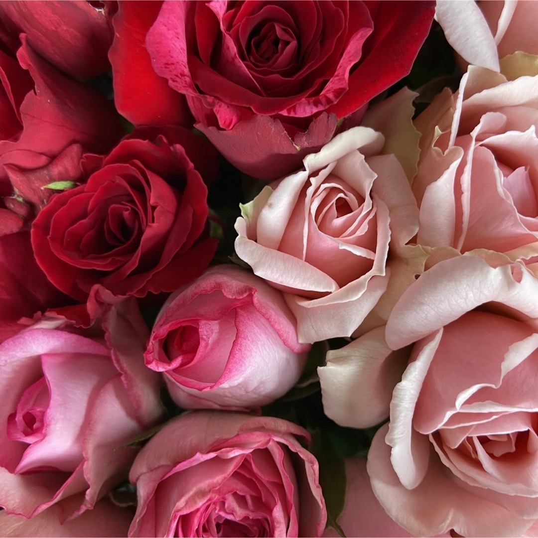 バラ（切り花、生花）おまかせミックス 40㎝　30本　産地直送！鮮度抜群！薔薇 ハンドメイドのフラワー/ガーデン(その他)の商品写真