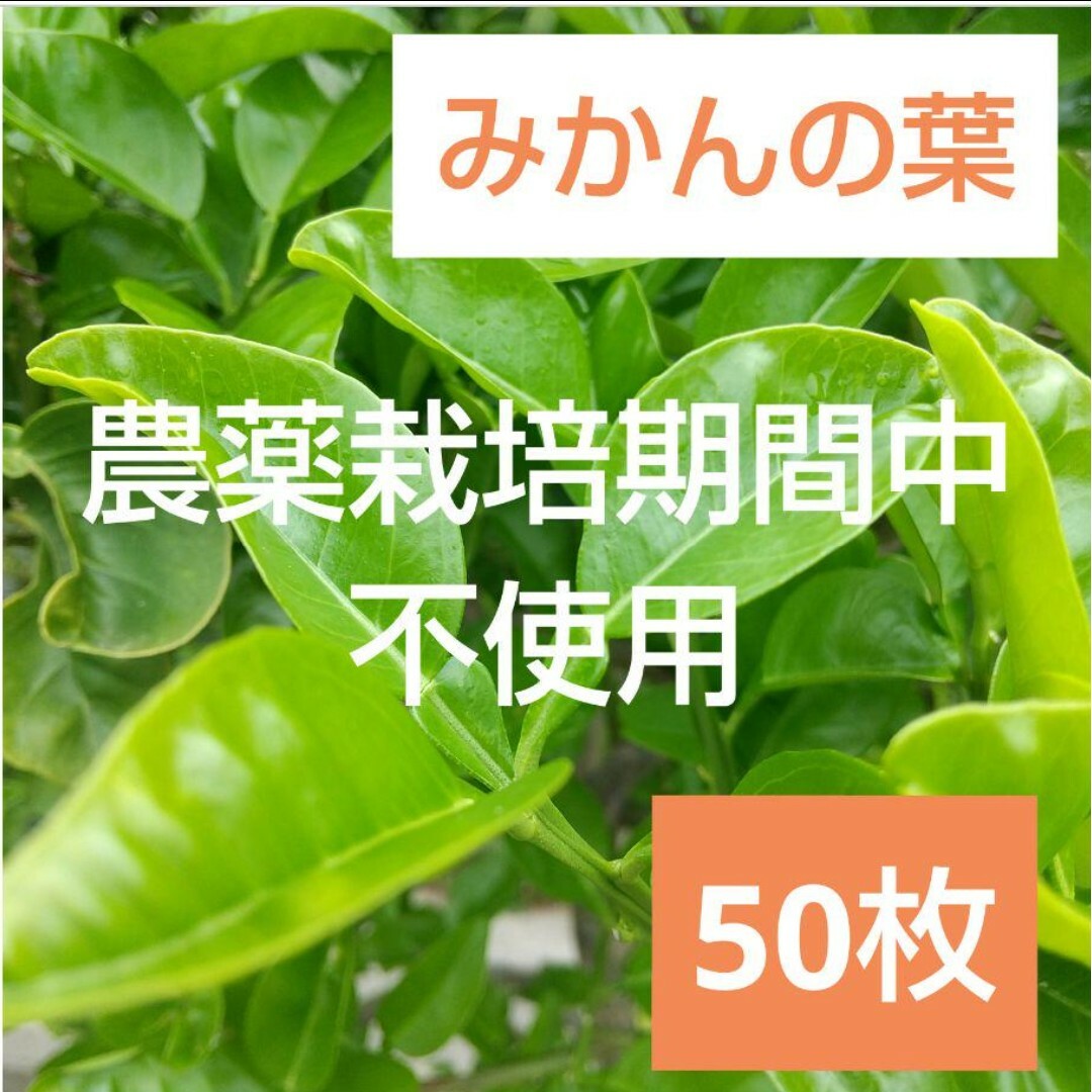 7 農薬栽培期間中不使用みかん 葉 50枚　アゲハ蝶　青虫　虫　餌 みかんの葉 その他のペット用品(虫類)の商品写真