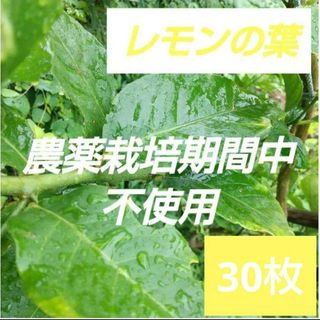 1 農薬栽培期間中不使用 れもん 葉 30枚　アゲハ蝶　青虫　虫　餌 レモンの葉(虫類)