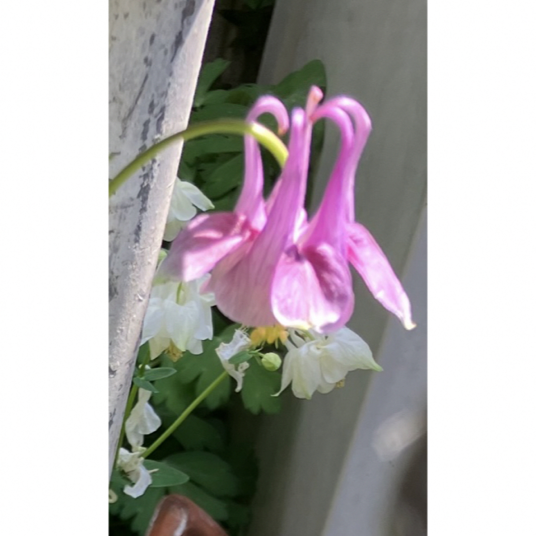 ピンクのオダマキ(咲終り寸前) ハンドメイドのフラワー/ガーデン(その他)の商品写真