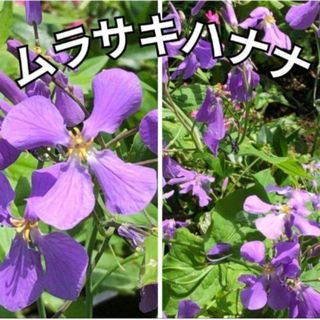 《風に揺れるお花❁⃘*.゜》花の種  ムラサキハナナ 種  花の苗(その他)