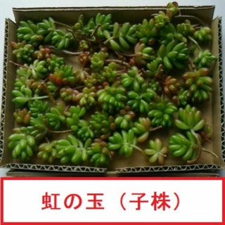 多肉植物 虹の玉 カット苗(その他)