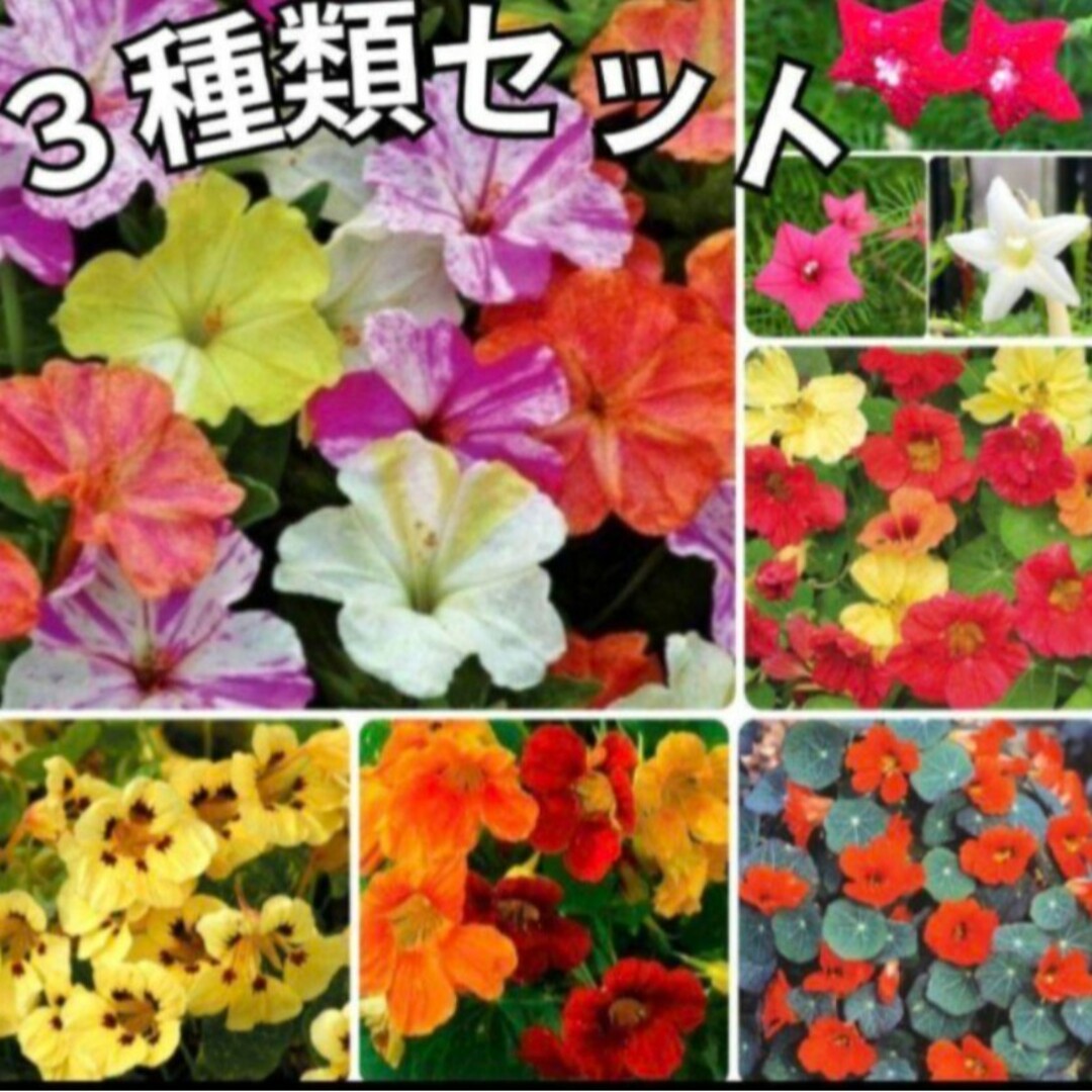 《カラフルミックス》花の種  金蓮花《ナスタチウム他》3種類セット 多年草 ハンドメイドのフラワー/ガーデン(その他)の商品写真