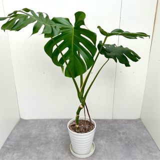 モンステラ　11【現品】観葉植物　大型(その他)