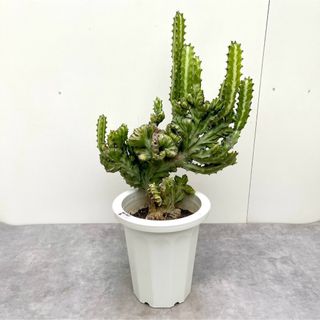 ユーフォルビア　ラクテア　綴化【現品】観葉植物　多肉植物(その他)