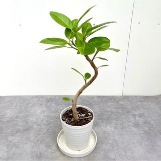 フィカス　アルテシマ　曲がり　15【現品】観葉植物　室内(その他)