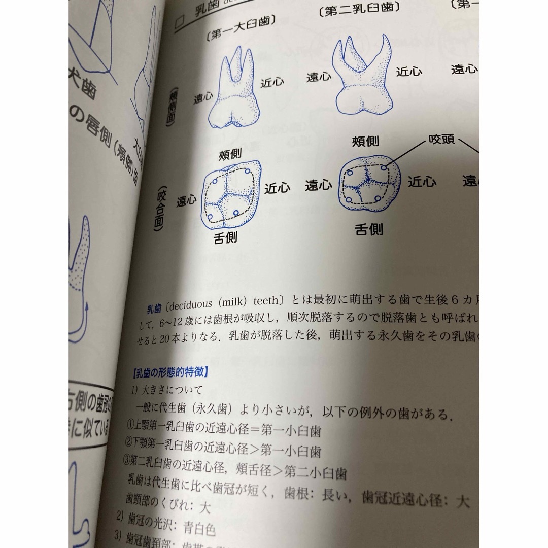 イラスト顎顔面解剖学　松村讓兒  島田和幸  中外医学社 エンタメ/ホビーの本(資格/検定)の商品写真