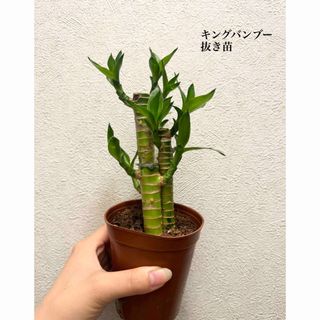 キングバンブー　観葉植物　抜き苗(ドライフラワー)