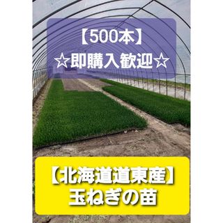 500本　●玉ねぎ　苗　【北海道道東】　即購入OK(その他)