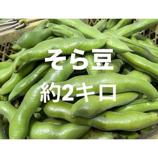 そら豆 約2キロ 大天 愛媛県産(野菜)