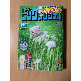 ショウガクカン(小学館)のビッグコミック オリジナル 2024年 5/20号 [雑誌](漫画雑誌)