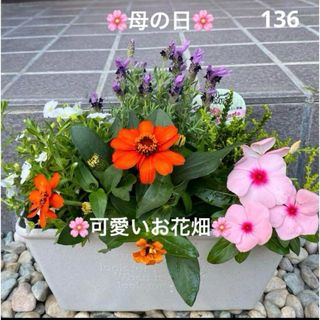 136☆このまま飾れる☆お花畑☆癒しの寄せ植え　花☆母の日☆初心者様向け☆(プランター)