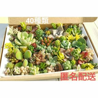 〈2点おまとめ〉カット苗 詰め合わせ 40種類以上 寄せ植え 多肉(その他)